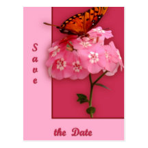 Gulf Fritillary Postcard