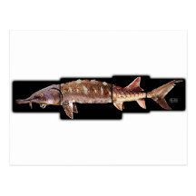 Gulf Sturgeon - Acipenser oxyrinchus desotoi Post Cards