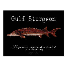 Gulf Sturgeon-Black-Postcard