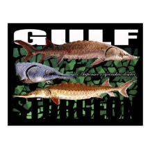 Gulf Sturgeon-Collage-Postcard
