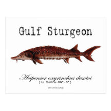Gulf-White-Postcard