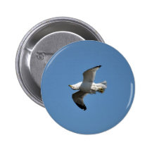 Gull Flying Upside Down Funny Wildlife Photography Pin