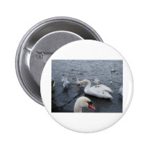 Gull on a Swans back Buttons