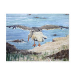 Gull on the Washington coast Postcard