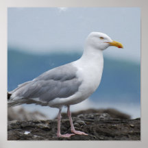 Gull Poster