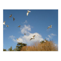 Gulls In Flight on a Sunny Winter Day Post Cards