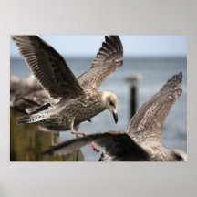Gulls Plakatdrucke