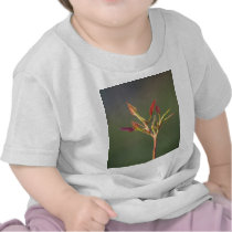 Gum Leaves Tee Shirts