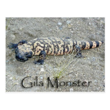 "Gunny" the Gila Monster In Congress, Arizona 6/26 Postcard