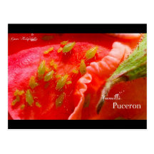 Gwen Photographie - Famille Puceron Carte Postale