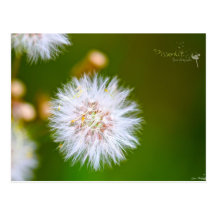 Gwen Photographie - Pissenlit Cartes Postales