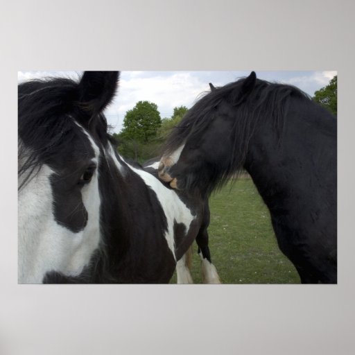 Gypsy Boys Posters