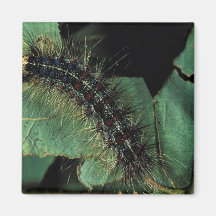 Gypsy Moth Caterpillar Fridge Magnets
