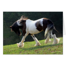 Gypsy Vanner Cards