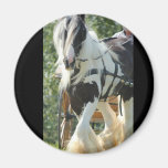 Gypsy Vanner Magnet