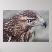 GYR PÉRÉGRIN AFFICHE