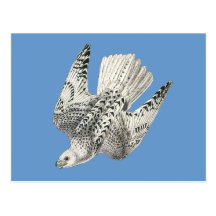 Gyrfalcon Falcon Diving Vintage Art Post Cards