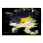 H2Oasis BiColor Blenny Cards