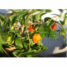 Habanero Peppers on Plant Photo twisted Photo Sculptures