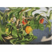 Habanero Peppers on Plant sandstone Acrylic Cut Out