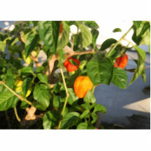 Habanero plant photograph with peppers cut outs