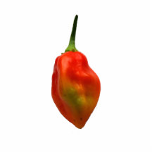Habanero Single Pepper Photograph Photo Cutout