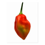 Habanero Single Pepper Photograph Post Cards