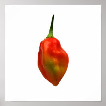 Habanero Single Pepper Photograph Posters