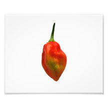 Habernero Single Pepper Photograph