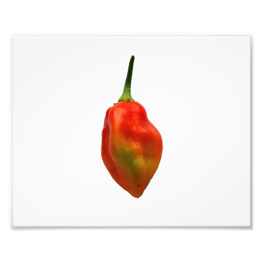Habernero Single Pepper Photograph