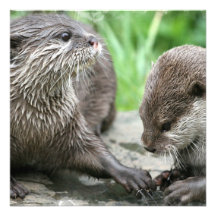 Habitat Inviations de loutre Faire-parts