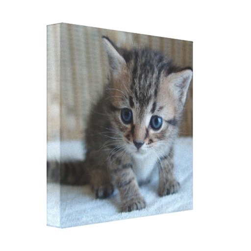 Habu on Canvas Stretched Canvas Prints