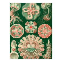 Haeckel Discomedusae Carte Postale
