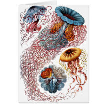 Haeckel Jellyfish Greeting Cards
