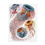 Haeckel Jellyfish Postcards