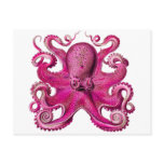 Haeckel Octopus Pink Post Cards