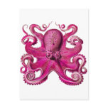 Haeckel Octopus Pink Postcards