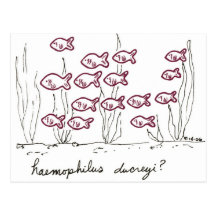 Haemophilus Ducreyi postcard