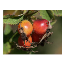 Hagebutten rose hips postkarten