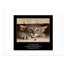 haiku cat 12 postcard