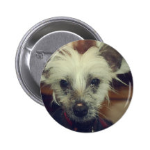Hairless Chinese Crested Puppy Buttons