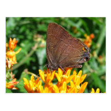 Hairstreak butterfly ~ postcard