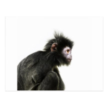 Hairy Baby Monkey Postcard