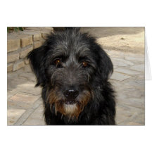 Hairy Black Dog Face Greeting Cards