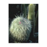 Hairy Cactus With Small Red Flower flowers Post Card