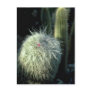 Hairy Cactus With Small Red Flower flowers Post Card