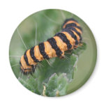 hairy caterpillar