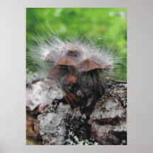 Hairy Mushroom family Print