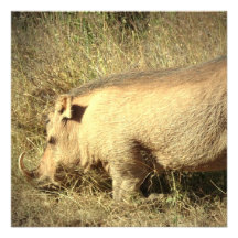 Hairy Warthog Invitations