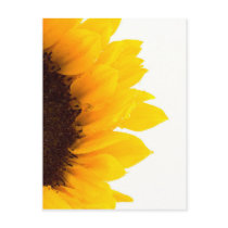 Half a Sunflower